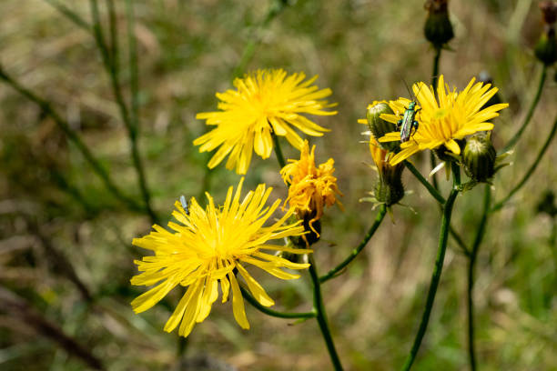 yellow blooming hawksbeard in the sun
