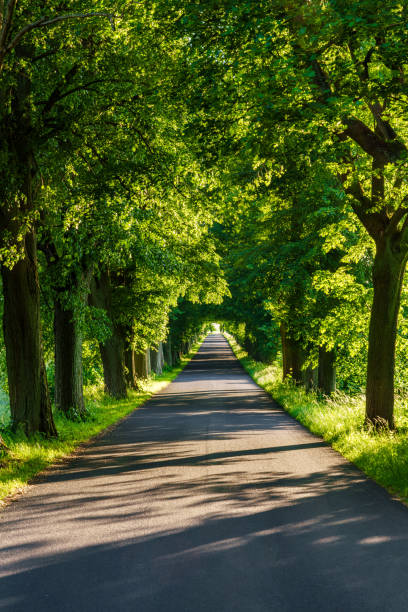 istock A country road surrounded by trees, sunlight filtering through the leaves, peaceful environment 2158858978