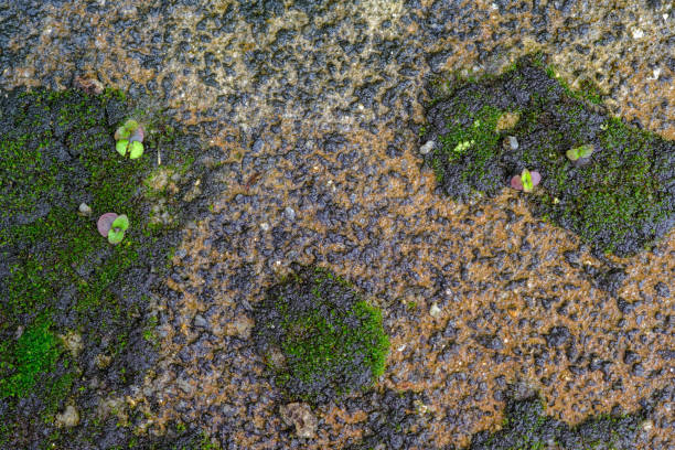 istock Moss and trees growing on the cement floor 2158859685