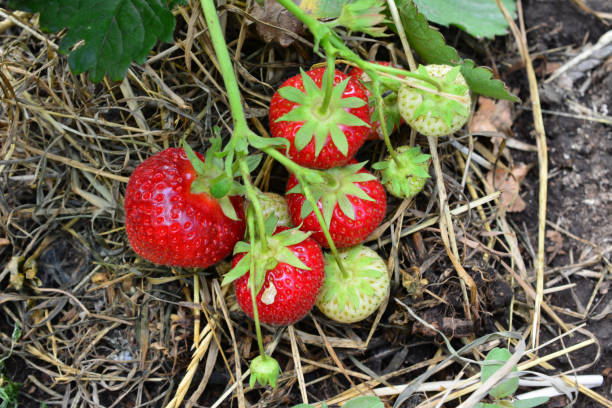 istock a bush with a strawberry on it close up 2158859800