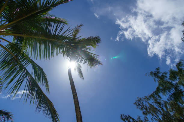 The suns brilliant rays filter through the palm trees, painting a picturesque scene of tropical serenity