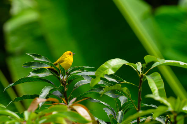 Saffron finch, Sicalis flaveola, male bird perching.