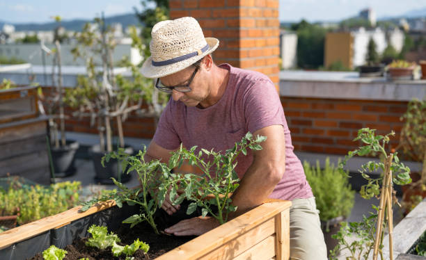 istock Man Planting Vegetables In His Raised Beds On Rooftop 2158861620