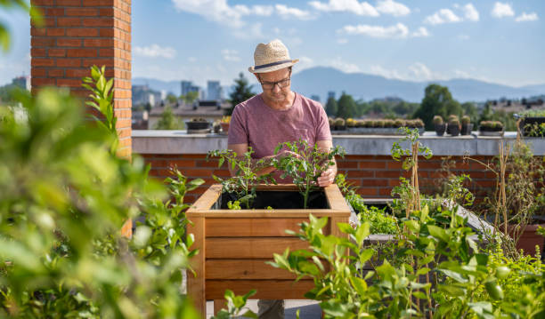 istock Man Planting Vegetables In His Raised Beds On Rooftop 2158861622