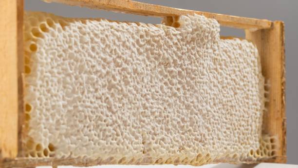 istock Bee honeycomb with honey in a wooden frame. 2158862054
