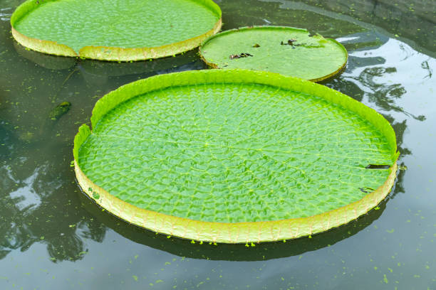 in the old summer palace， Beijing