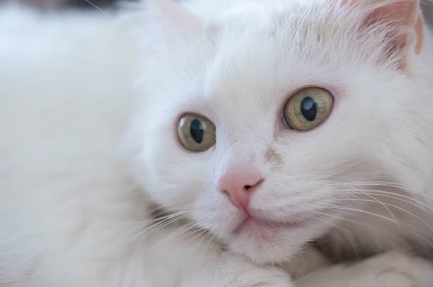 istock Close-up of a white fluffy cat. Macro. 2158863647