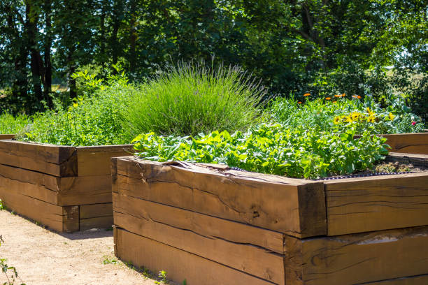 istock Vegetable garden with raised beds in the backyard with cabbage and peppers 2158863918
