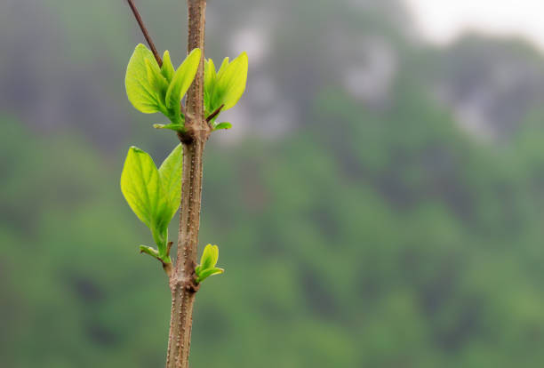 Young leaves on a tree growing environmental background. Environmental theme background with copy space.
