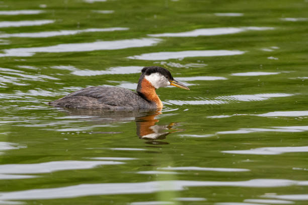 This Red-necked Grebe was photographed on Cheney Lake, Anchorage, Alaska. Cheney Lake is a small lake with a trail running around it. Much wildlife and birds can be seen there.