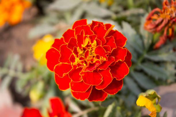 A closeup of Tagetes patula flower with a blurred background