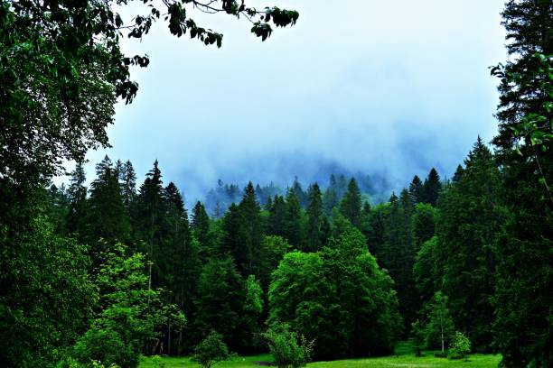 istock Fog Shrouded Bavarian Black Forest 2158867436