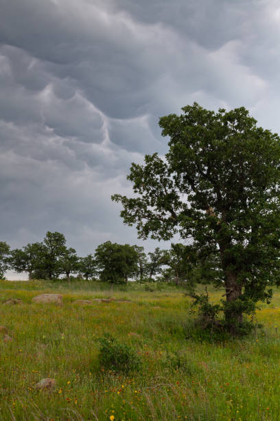 This Post Oak was photographed in the Wichita Mountains of Oklahoma, on a day of unstable weather marked by dramatic clouds.