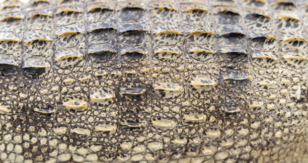 Closed up of crocodiles skin texture.