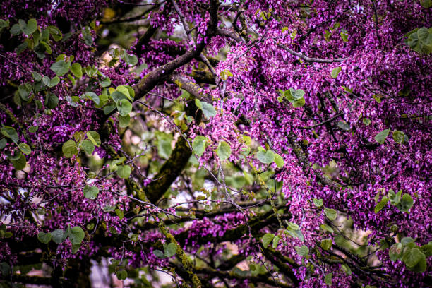 Violet flowers in the park. High-quality photo