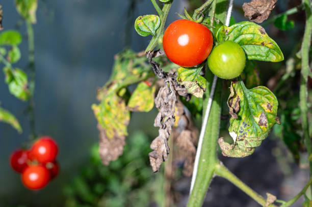 istock Tomatoes ripening on the vine 2158869679