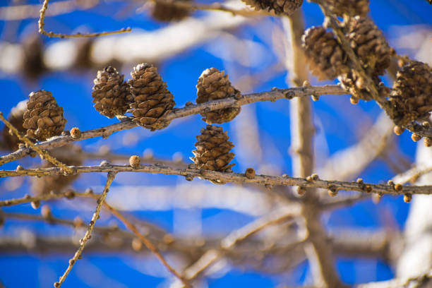 branch of a tree with pine cones. High-quality photo
