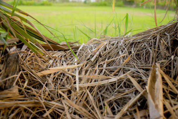 Rice straw against a backdrop of green rice fields