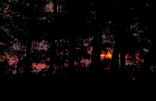 istock Colorful sky behind a thick line of trees 2158871944