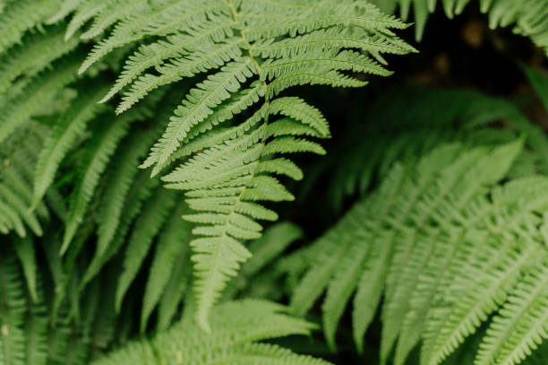 istock Green fern leaves 2158872287