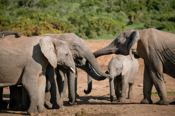 istock Group of elephants seen in the wild 2158872535