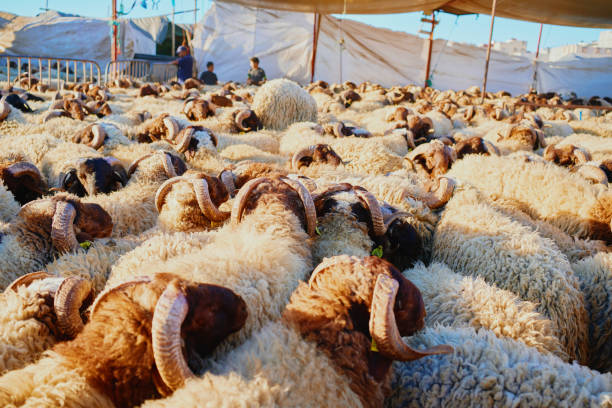 a flock of sheep ready for aid al adha in morocco