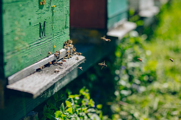 The bees at front hive entrance