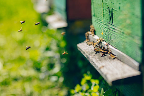 The bees at front hive entrance