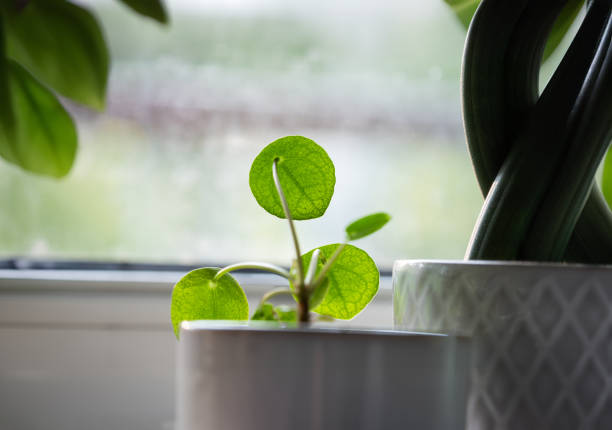 Butterfly orchid leaves potted plant by the window. Green orchid tree in a pot, Space for text, Selective focus.