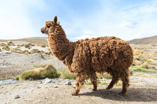 istock lamas in Andes,Mountains, Peru 2158875001