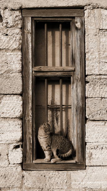 istock Curious Cat at the Window. A Feline Sentinel in a Rustic Setting 2158875444