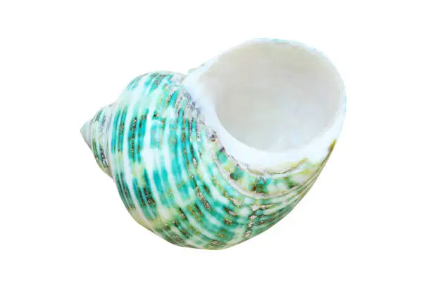 Large Shell Shape Container Shell Container Photo Pictures | Download Free Images on Unsplash