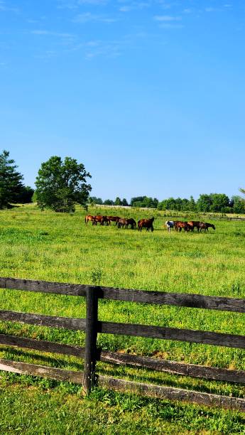 istock Summer Booms and Horses 2158877289