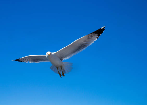 istock seagull flies against the blue sky 2158877372