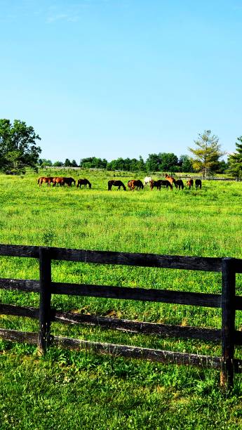 istock Summer Booms and Horses 2158877405