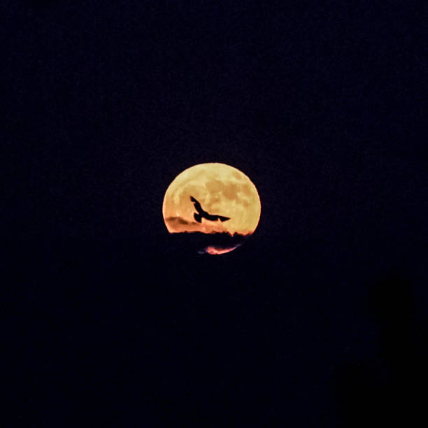 istock Full Moon with Silhouetted Bird - Close Up 2158877494