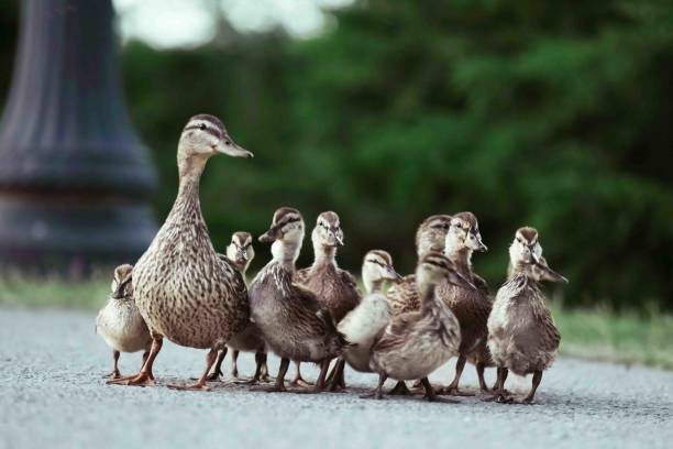 istock Family of Ducks 2158877500