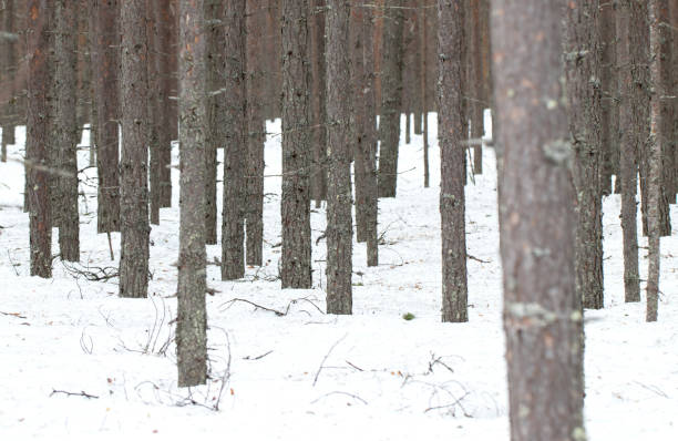 Natural forest view in Finland in winter, almost spring