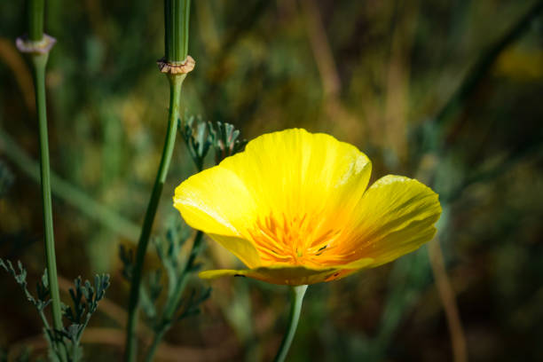 California Poppy, golden poppy, California sunlight or cup of gold.  Eschscholzia californica. Eschscholzia. californica subsp. californica var. californica. Papaveraceae. Salt Point State Park, Sonoma county, California.