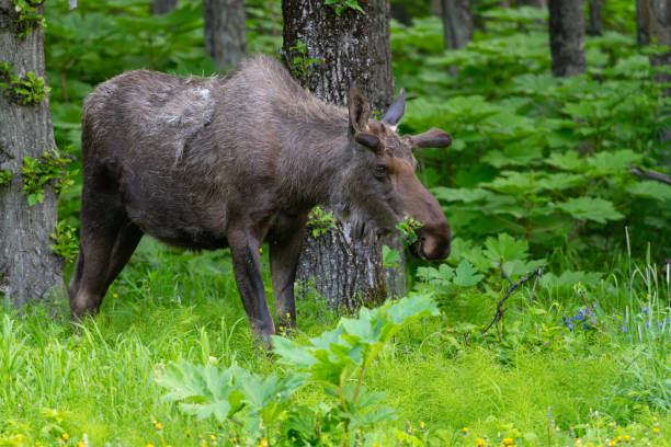 Summer scene of a wild bull moose standing igrazing along the shore of a remote lake