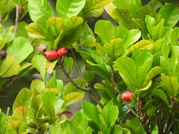 istock Miracle Fruit (Synsepalum dulcificum) - with red fruits 2158879181