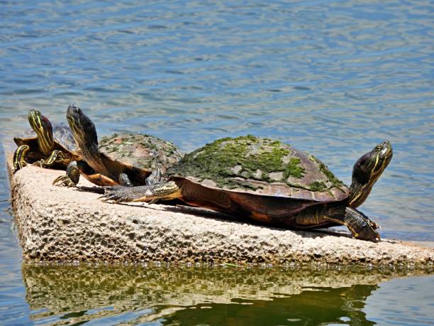 istock Red-eared Slider Turtles (Trachemys scripta elegans) - resting on a stone in a lake 2158880126