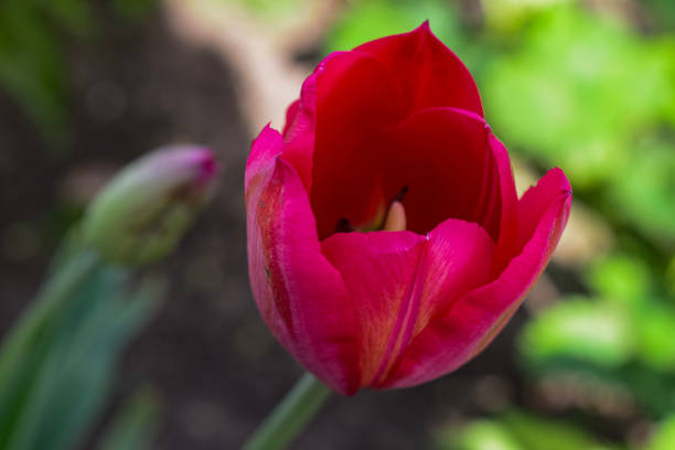 Tulips in the garden. High-quality photo