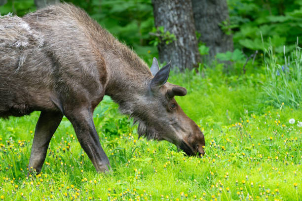 Moose (bull) in natural habitat at winter time.