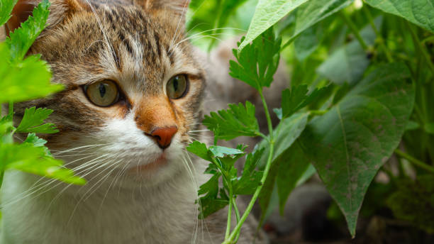 istock A tabby cat with yellow eyes and white markings on its face hiding behind a thick patch of green foliage. 2158880463