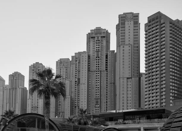 palm tree grows against the backdrop of the architecture of Dubai Marina