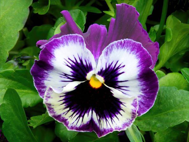 istock Perky and Colorful Pansy Blossom 2158882798