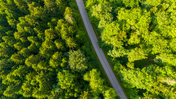 istock Straight road trough dense forest. Aerial drone view, top down. Forest Road view from above, Aerial view asphalt road 2158883106