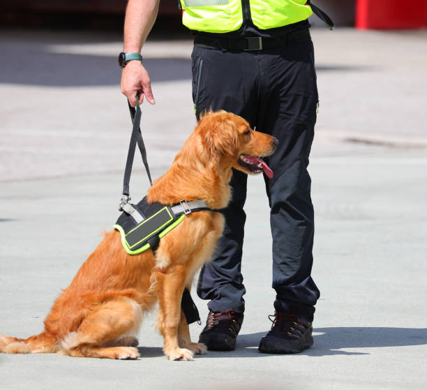 istock Search-and-rescue dog  on leash held by its handler during a mission 2158884370
