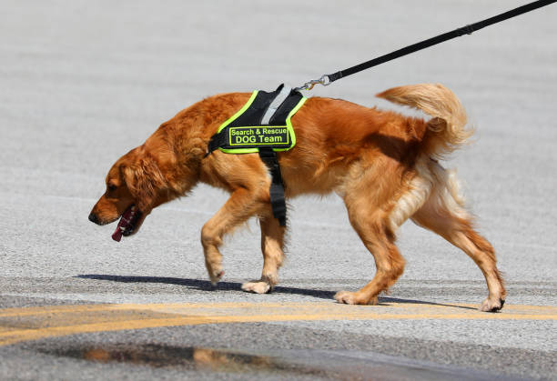 istock dog of the canine unit for searching for missing people during disastrous events 2158885196